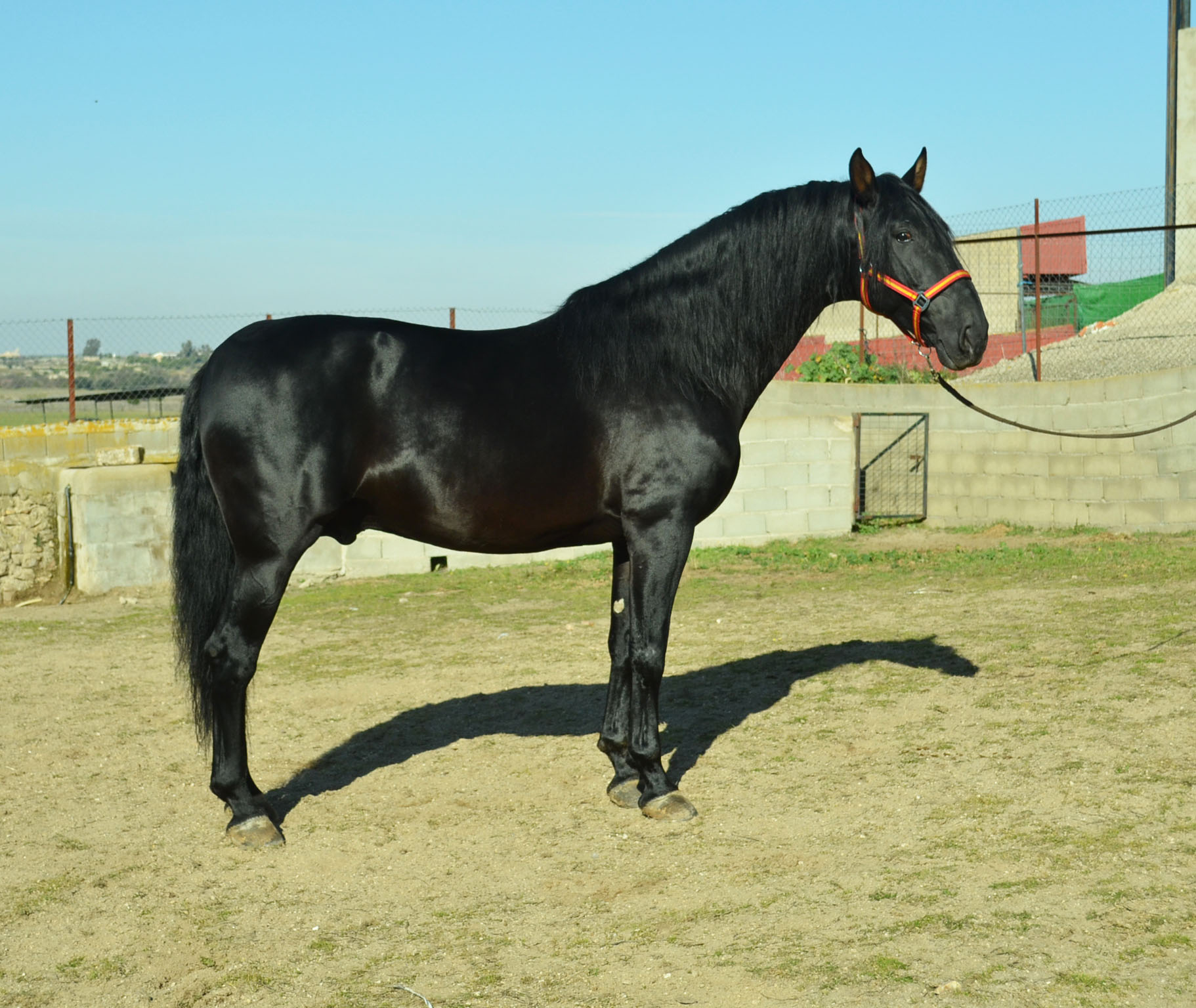 Caballo en Venta